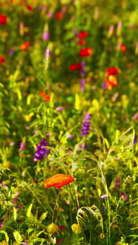 A field of wildflowers and other wild flowers Royalty-Free Stock Footage #3451748753