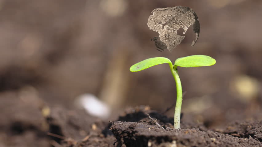 Small Green Sprout Growing in Fertile Earth, overhand 3d Earth Planet from the Ground. Smart Agriculture. Ecology, Agriculture and Fertile Soil Concept and Environment Protection. Royalty-Free Stock Footage #3451762319
