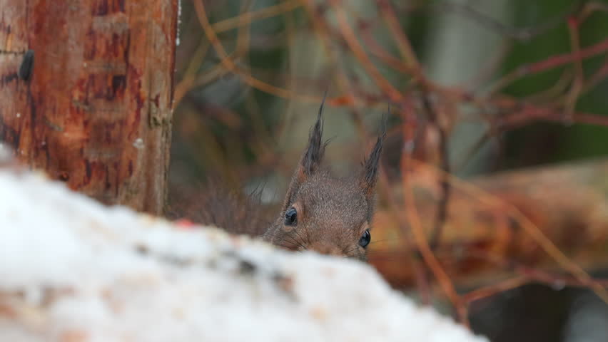red squirrel animal on ground hide show eye and ears sciurus vulgaris natural world norway