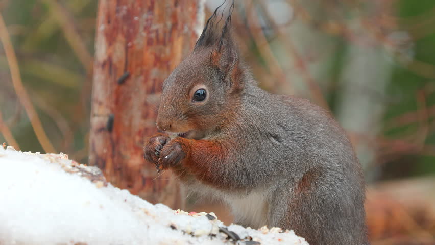 red squirrel animal on ground feed alert sciurus vulgaris natural world norway