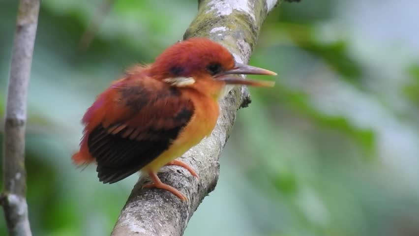 the cute Rufous-backed kingfisher or Ceyx rufidorsa bird nodded its head and clinked its beak 