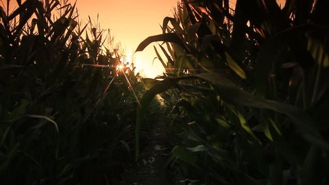 Corn farm in Thailand :  Crane shot with flare