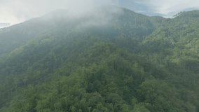 Aerial view of misty mountain forest. Fog over rainforest treetop. Drone fly over tropical mixed forest.