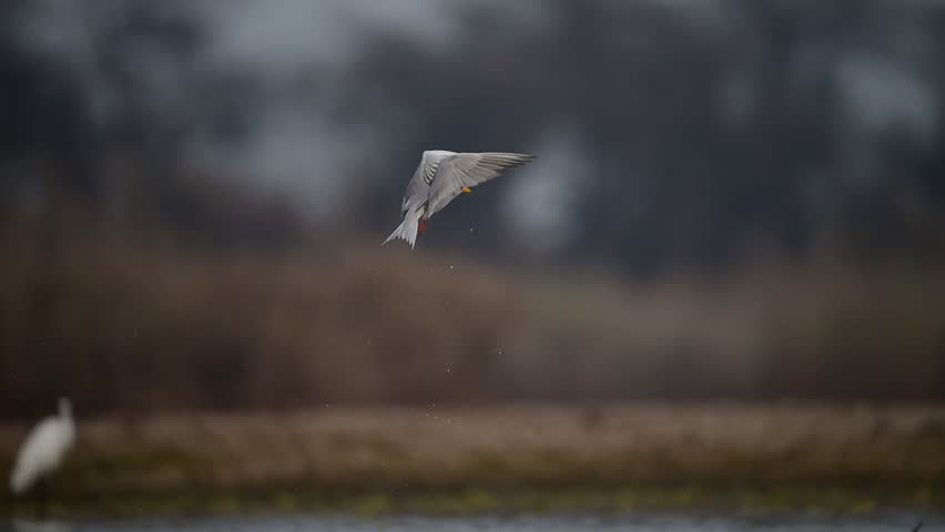 The River tern Flying after diving in water for fish