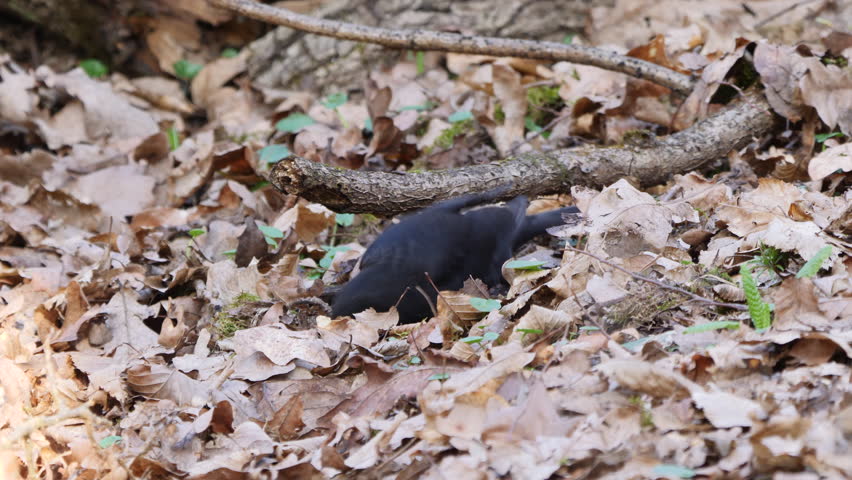 Common blackbird eating insects (Turdus merula)