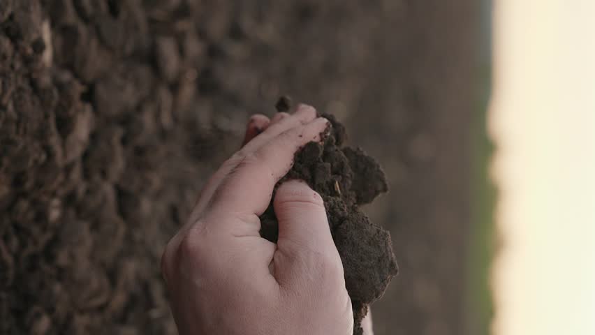 Farmer hold Humus, fertilized land, Fertile soil in male hands of farmer. Farmer hands hold fertile land in field. Organic soil in hands of farmer in field, natural farming. Agricultural business