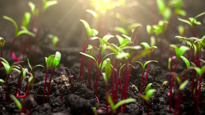 Growing plants in timelapse, Sprouts Germination, Seeds sprout through the soil, Newborn seeds, The birth of a new life in nature, Cutting a sprout through the ground