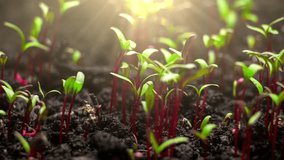 Growing plants in timelapse, Sprouts Germination, Seeds sprout through the soil, Newborn seeds, The birth of a new life in nature, Cutting a sprout through the ground - Powered by Shutterstock - Get 15% off with code: PIKWIZARD15