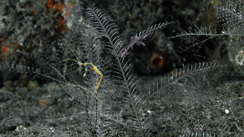 Three colorful skeleton shrimp sit on a hydroid growing on the bottom of a tropical sea, holding onto it with their hind limbs. The sea current rocks them from side to side. Royalty-Free Stock Footage #3451957133