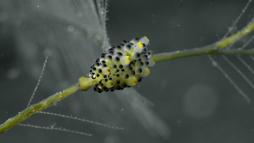 A spotted nudibranch sits motionless on a swaying hydroid branch and eats. Black-Spotted Doto (Doto sp.) 11 mm. ID: black-tipped tubercles, apex tubercles yellow. Royalty-Free Stock Footage #3451957561