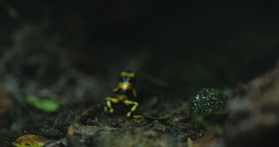 The golden poison dart frog Phyllobates terribilis is a small, brightly-colored frog found in the rainforests of Colombia. It is one of the most poisonous animals in the world, with enough venom to