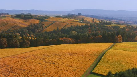 Aerial shot of Willamette Valley, Oregon vineyards in Fall color.