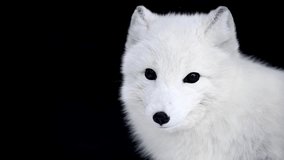 Close up of white fox with blue eyes, polar fox or artic fox in snow. 4k cinematic raw wildlife slow motion video