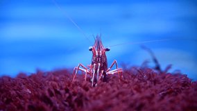 Close-Up of a Shrimp in an Aquarium on Sea Anemone. 4k slow motion underwater cinematic real video