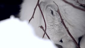 Close up of white fox with blue eyes, polar fox or artic fox in snow den. 4k cinematic raw slow motion wildlife video