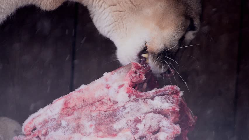 Beautiful Canadian Cougar, Puma Concolor eat raw meat during snowfall in national park. 4k 120fps super slow motion raw footage  Royalty-Free Stock Footage #3452020299