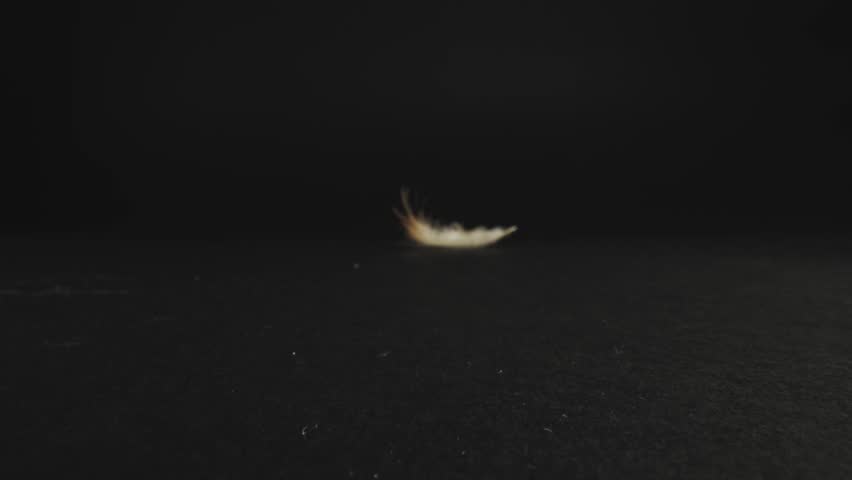 White feather with tinted end in distance, video zooming in to clear view. Dolly shot with macro probe lens. Slider movement. Royalty-Free Stock Footage #3452020819