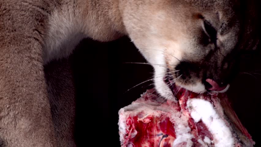 Beautiful Canadian Cougar, Puma Concolor eat raw meat during snowfall in national park. 4k 120fps super slow motion raw footage  Royalty-Free Stock Footage #3452023231