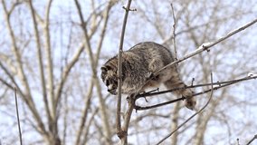 Pair of wild raccoons sitting on snowy branches of a tall tree, looking around the surroundings. Winter wildlife cinematic video. 4K raw super slow motion footage