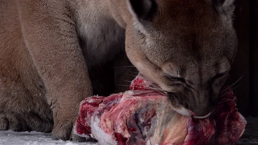 Beautiful Canadian Cougar, Puma Concolor eat raw meat during snowfall in national park. 4k 120fps super slow motion raw footage  Royalty-Free Stock Footage #3452024101