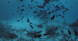 A lot of tropical fishes and sharks in deep sea. School of fish and sharks in clear blue ocean