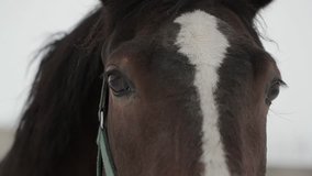 horse close-up in winter. Slow motion video