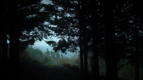 Dark Coniferous Forest In Wilderness の動画素材 ロイヤリティフリー Shutterstock
