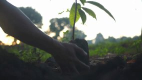 concept people soil conservation tree planting teamwork sprout water pollution on 4k video HD