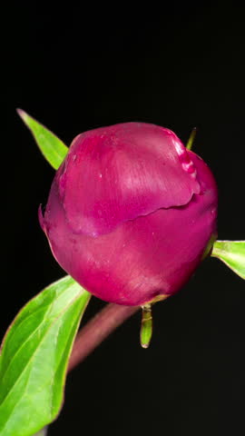 Red Peony Open Flower in Time Lapse on a Black Background. Wedding Concept. Side View on Pink Flower with Yellow Stamens Royalty-Free Stock Footage #3452222095
