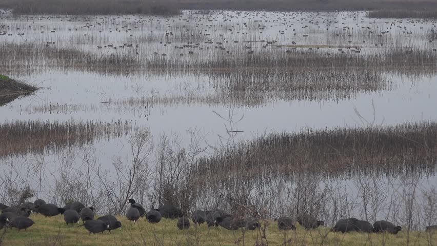 Gray Lodge Wildlife Preserve, State of California sanctuary