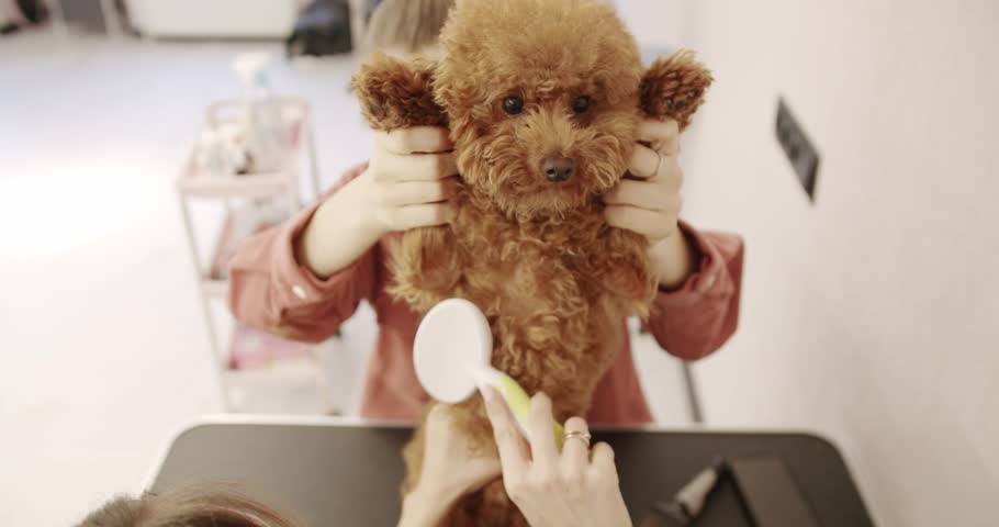 Groomer combs hair of small cute puppy poodle. Professional Pet groomer making cute Poodle dog haircut with scissors. The amusing canine sat calmly at the grooming salon or veterinary clinic. Royalty-Free Stock Footage #3452247399