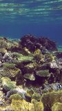 Vertical video, Camera moving forwards over beautiful reef in shallow water in coral garden covered with colorful corals and algae on blue water background, slow motion