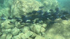 undersea video of acanthurus coeruleus fishes school in the rocks, with marin current, blue tang surgeonfishes or doctorfishes