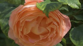 splendid royal yellow-apricot color rose background. sunny morning - Powered by Shutterstock - Get 15% off with code: PIKWIZARD15