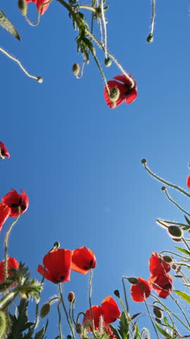 Bottom view of the red poppies and blue sky. Summer poppy field. Vertical video