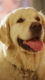 Vertical Screen: Golden Retriever Dog Sitting at Home in Living Room, Looks at Camera. Top Quality Dog Breed Pedigree Specimen Shows it's Smartness, Cuteness, and Noble Beauty