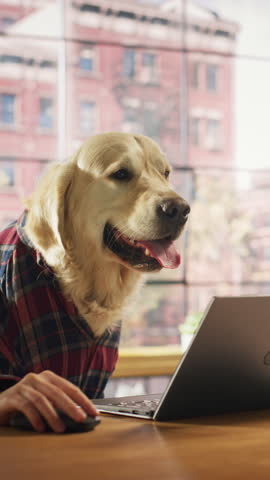 Vertical Screen: Golden Retriever Dog in Checkered Shirt Sitting Behind a Table and Working on Laptop Computer at Home. Human Hands are Using Keyboard and Mouse. Person with Animal Head Funny Concept