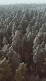 Forest landscape in winter season. Aerial view from above of winter forest covered in snow Vertical video.