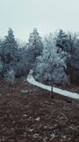 Snowy forest with road. Aerial drone view of snowy winter forest and road Vertical video.