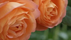 splendid royal yellow-apricot color rose background. sunny morning - Powered by Shutterstock - Get 15% off with code: PIKWIZARD15