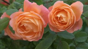 splendid royal yellow-apricot color rose background. sunny morning - Powered by Shutterstock - Get 15% off with code: PIKWIZARD15