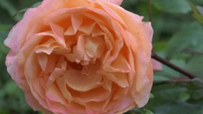 splendid royal yellow-apricot color rose background. sunny morning - Powered by Shutterstock - Get 15% off with code: PIKWIZARD15