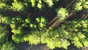 This stock video shows a green forest in the bright rays of the sun. View from above. An air shot. This video will decorate your projects related to nature, forests, landscapes.