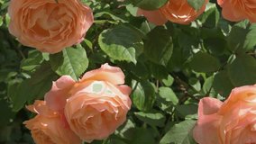 splendid royal yellow-apricot color rose background. sunny morning - Powered by Shutterstock - Get 15% off with code: PIKWIZARD15