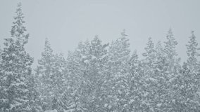 Slow video: Beautiful snow that continues to fall steadily on the snowy mountain