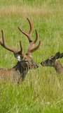 Male and female sika deer lying in the grass. Vertical video