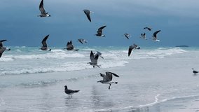 Seagulls on the Cuban beach in Varadero, Cuba, where the waves and ocean waters are visible on a cloudy day with the sun breaking through the clouds. Turquoise waves. 4K Video