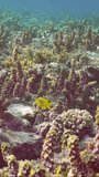 Vertical video, Camera moving forwards above coral reef covered with thickets Marine brown algae Spiny Leaf Seaweed (Turbinaria) in sunny day on sun rays, Underwater seascape, Slow motion
