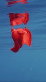 Vertical video, Red Sea Slug swims in blue sea reflected in water surface in sunrays. Spanish Dancer Nudibranch (Hexabranchus sanguineus) swimming under surface of water reflecting in it, Slow motion