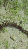 Vertical video, Giant Synaptid Sea Cucumber or Snake Sea Сucumber (Synapta maculata) lies on sandy bottom covered with green Smooth ribbon seagrass (Cymodocea rotundata)